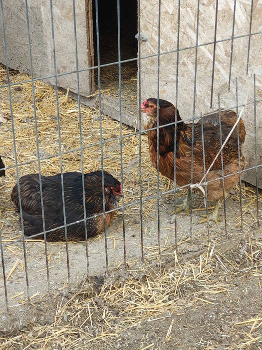 Gaini araucana ameraucana ouă verzi
