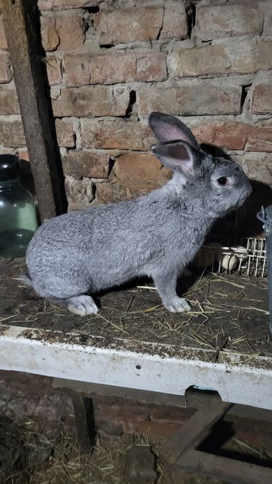 Продам кроликов...