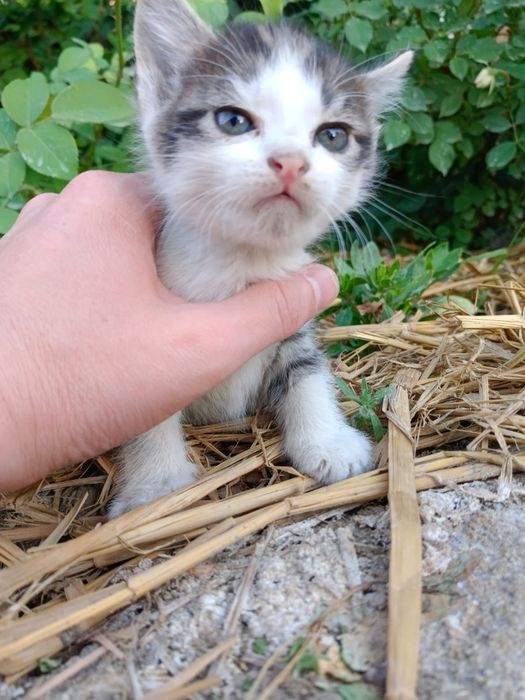 котята ищут дом, девочка и мальчик
