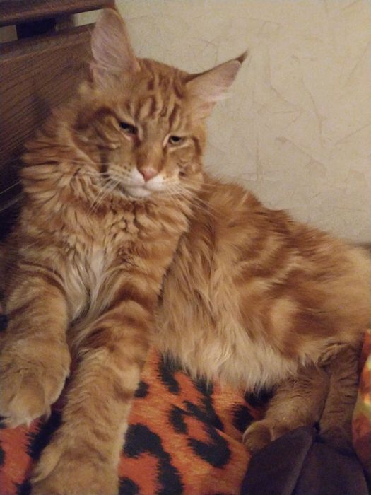 Котята Мейкунята