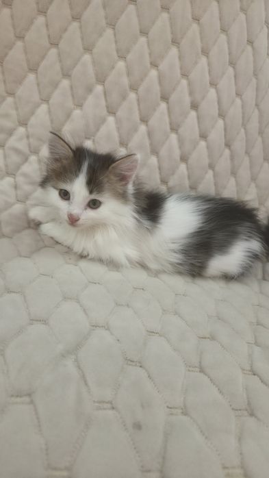 Отдам  котят бесплатно