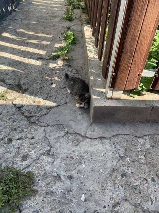 Отдам котят в добрые руки