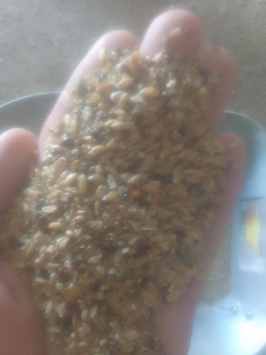 Отходы Отруби Колоски Зерноотходы