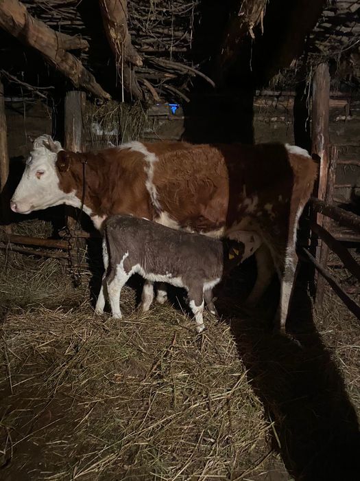 Продам молодую корову