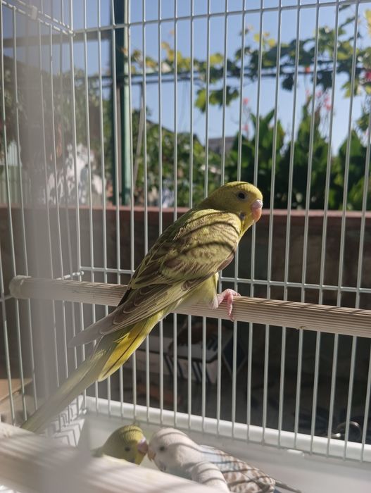 Волнистые попугаи .