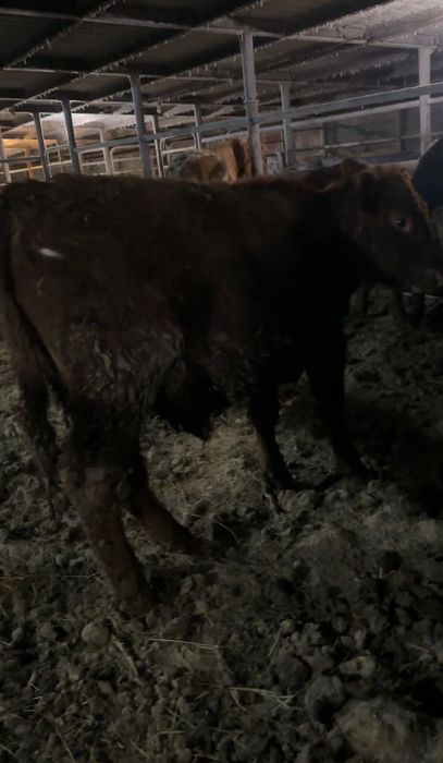 Бычки 11 голов на откорме