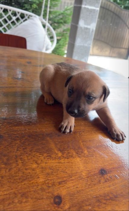 Cățeluși adorabilii își caută o familie iubitoare!