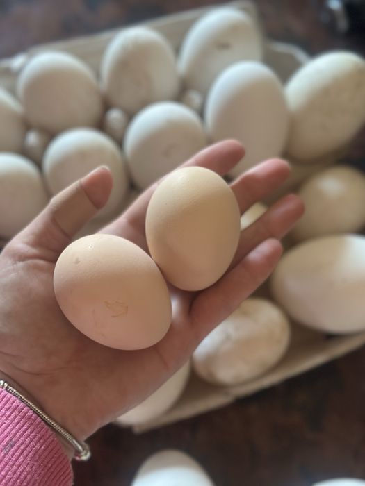 Vand oua de gâște rațe si găini