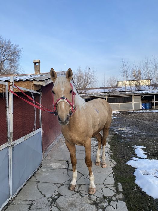 Ат сатылады жорға