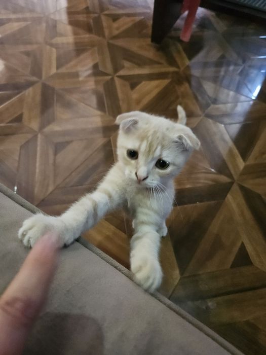 Mushukcha sotiladi, scottish fold kremoviy okras , 2 oylik ug'il bola