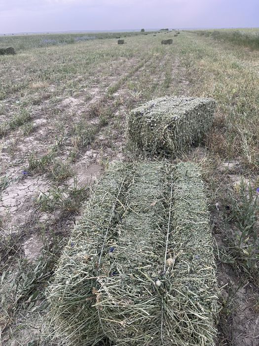 жоңышқа сатылады