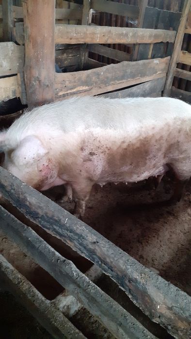 Продаются крупные свиноматки