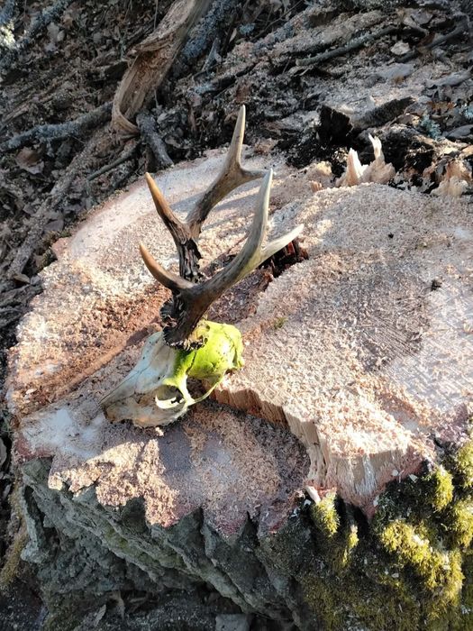 trofeu de cerb natural