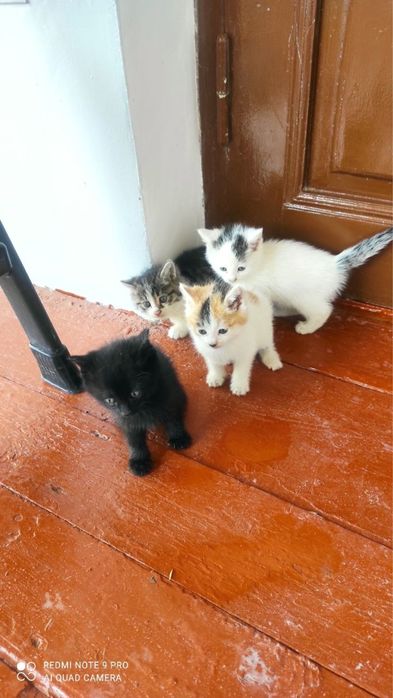 Котята, отдадим в хорощие руки