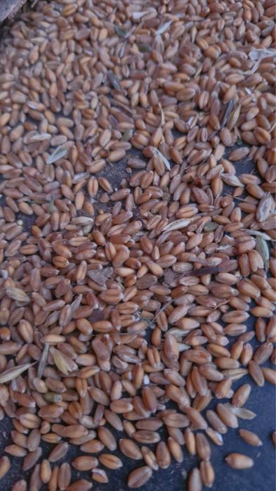 Пшеница в мешках