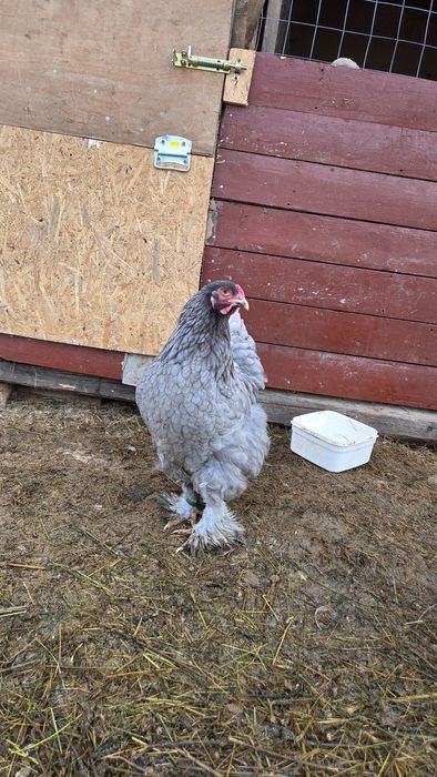 2 familii de brahma, albastru și gold