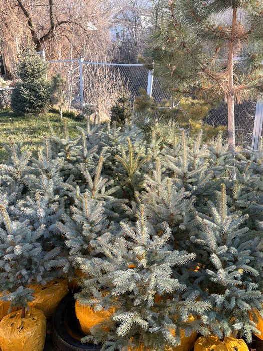 Ёлки голубые 60-80см