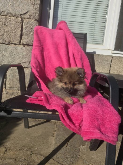 Померан померанче