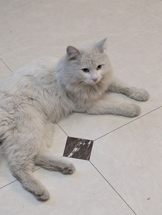 Отдаем кота  в добрые руки
