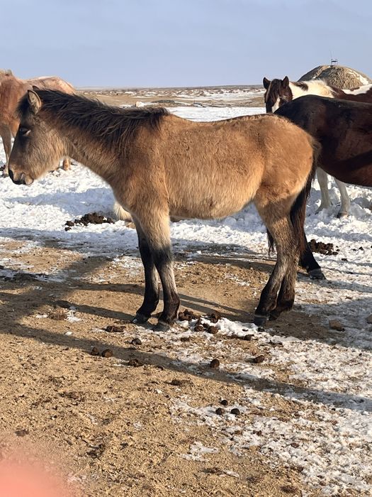 Жабағылар сатылады.