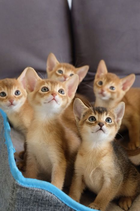 Абиссинские котята