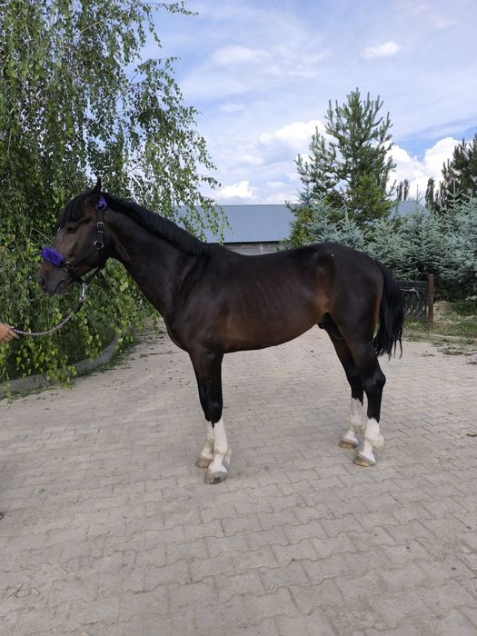 Англо арабский жеребец