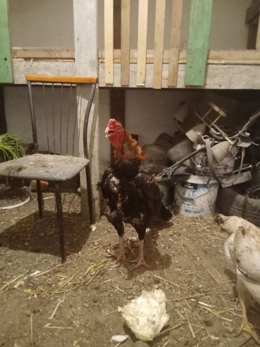 Даканы яйца бойцовские