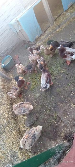 Boboci de rata de vanzare
