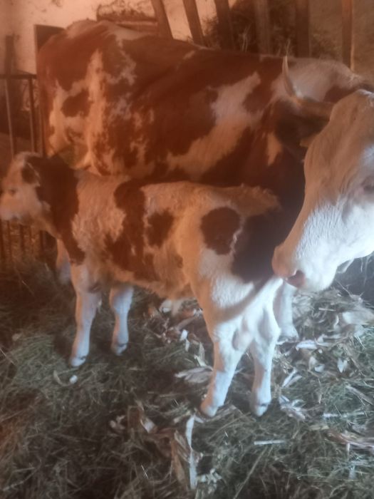 Vând vițel foarte  frumos