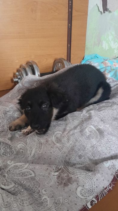 Дарю щенят!     .