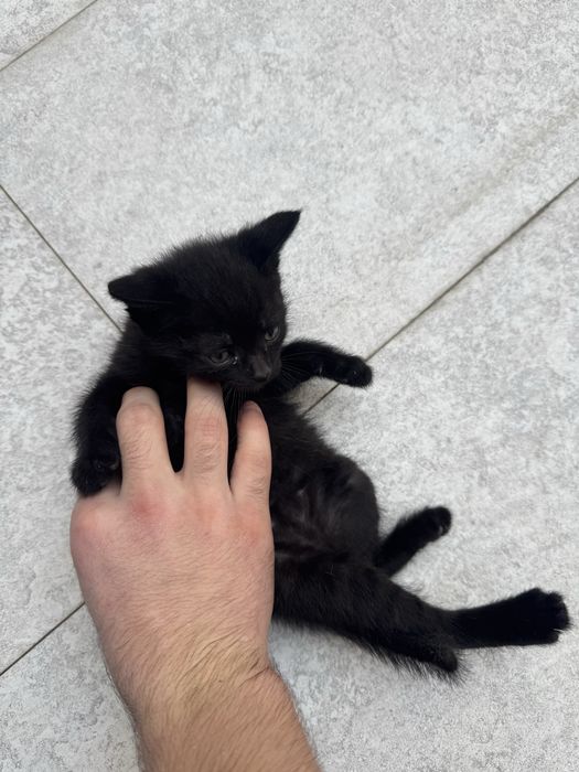 Отдам даром бомбейских котят