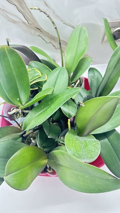 Орхидеи по 2500т