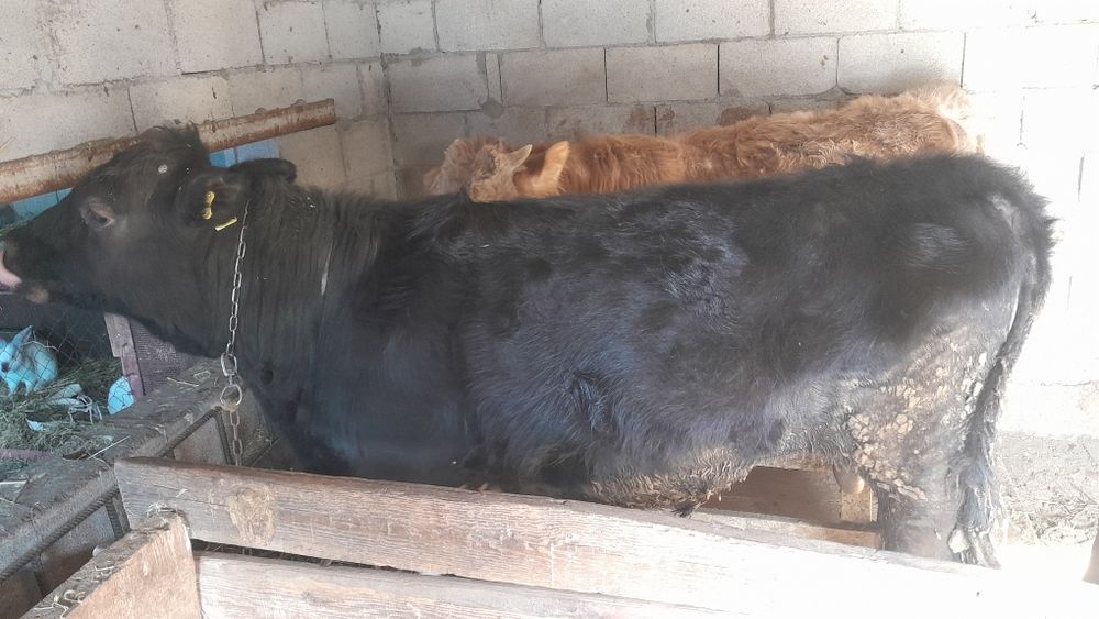 Продам Бычков по 1,5 года