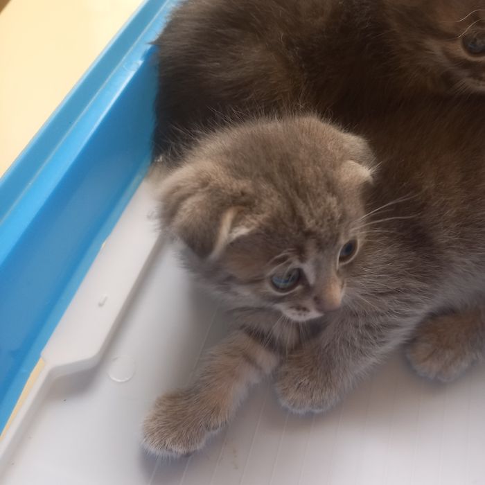 Вислоухий котёнок 1 мес мальчик