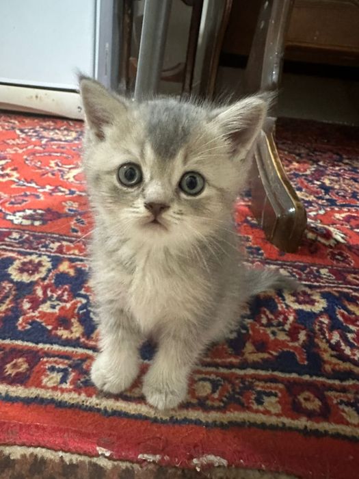 Котята Британцы
