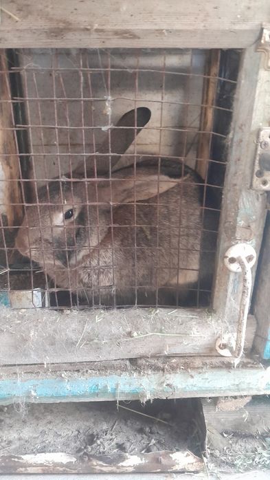 Продам кроликов.