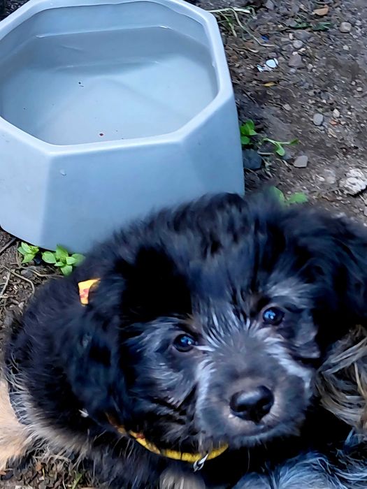 Catelus metis pentru adoptie