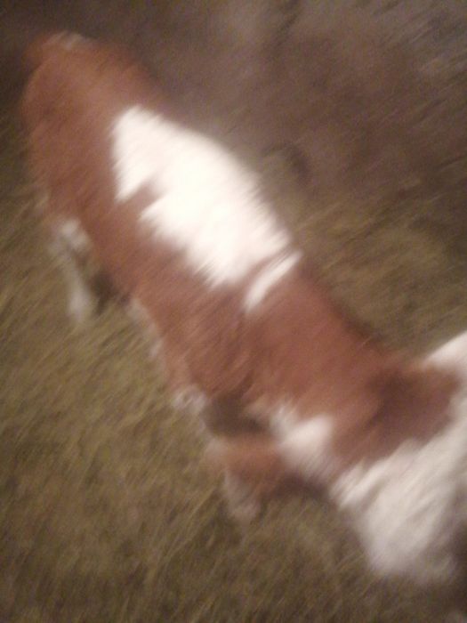 Продаётся телочка