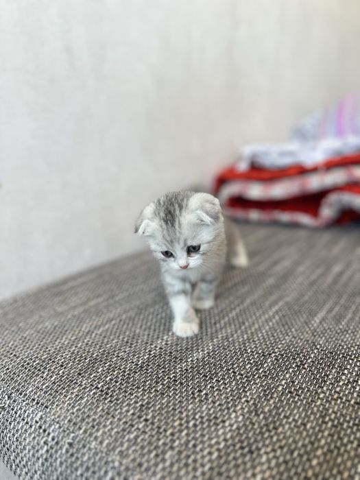 Котенка породы скоттиш фолд