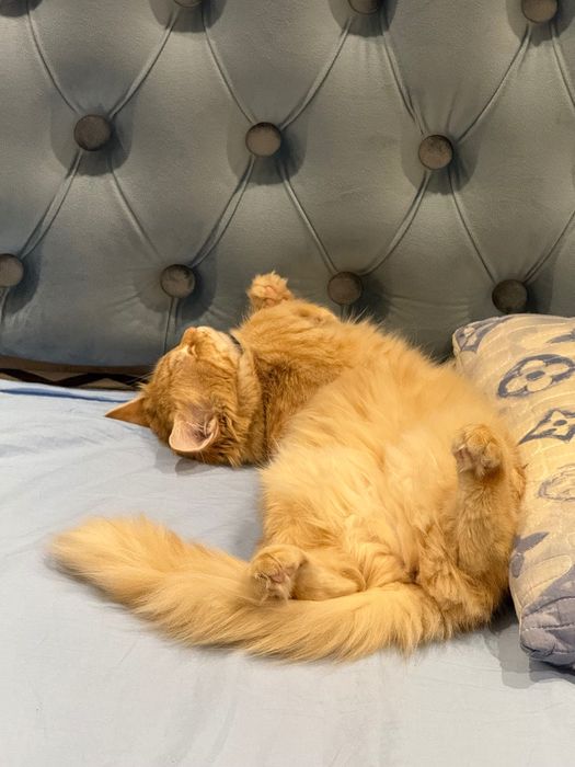 Продается золотистая британская Хейланд 1 годик,стерилизованная.