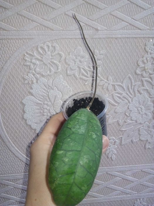 Хойи, восковой цветок