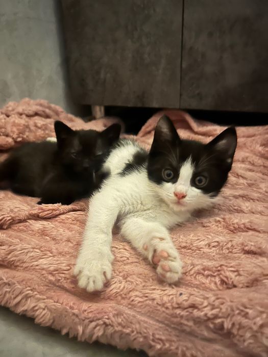 Котята полтора месяца