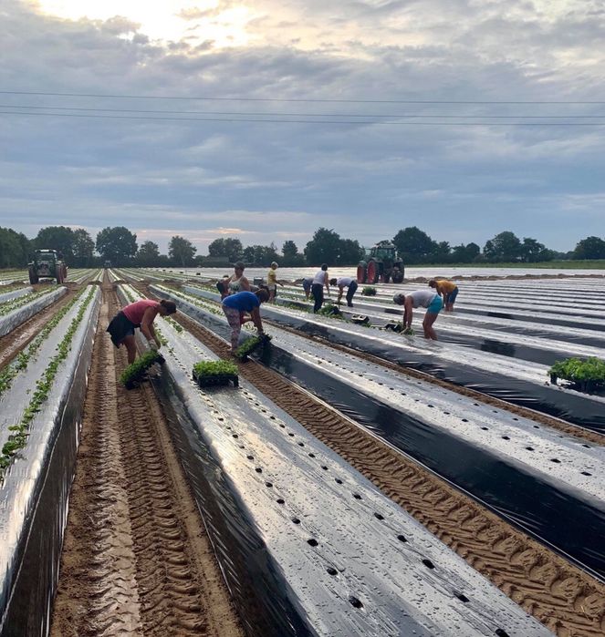 IMPORTATOR Folie Mulcire/30micr, Perforata 1.2x500ml=370 lei,3 ani