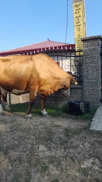Vând vaci rasa Bălțată Românească.