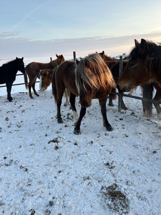 Продам шикарного табунного жеребца!