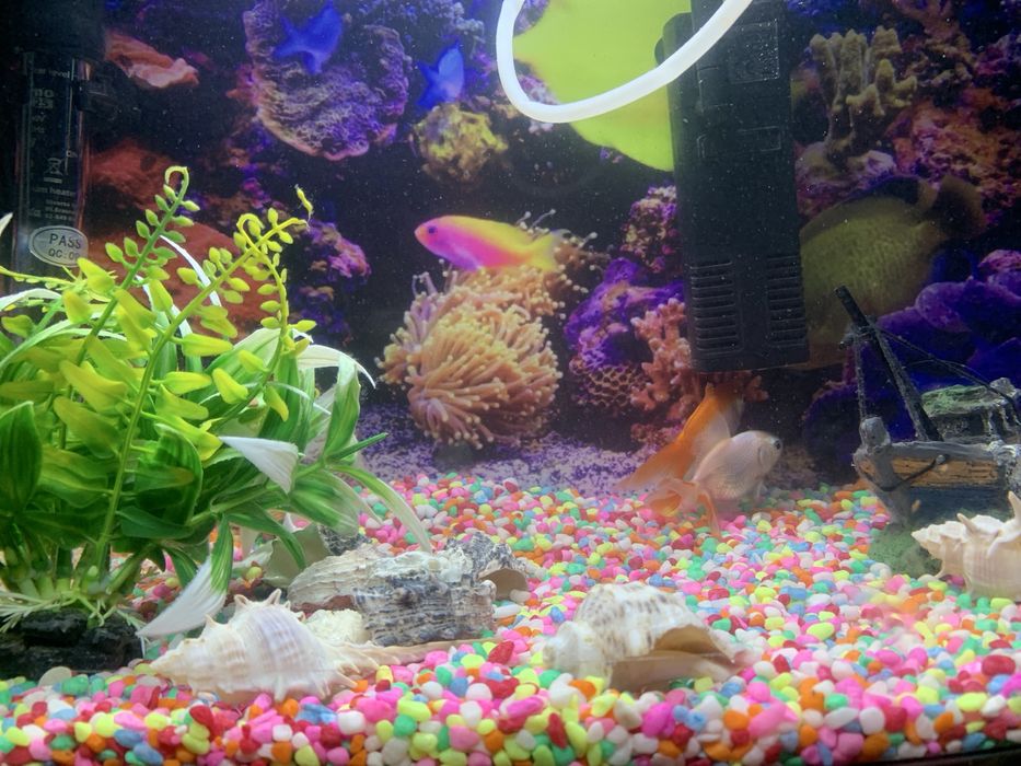 Acvariu de vanzare