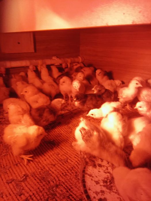 Цыплята домашние