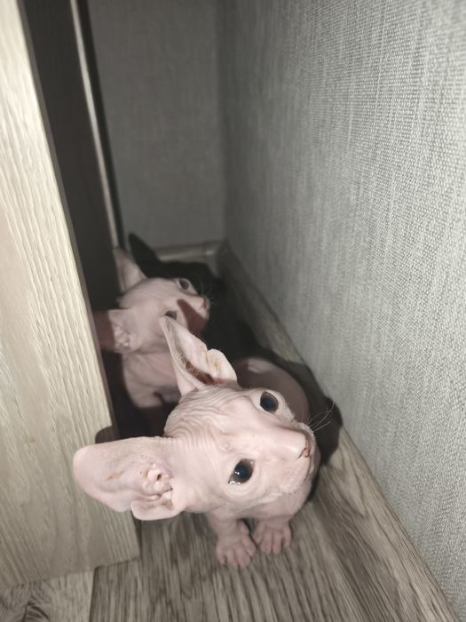 Малыши донского сфинкса