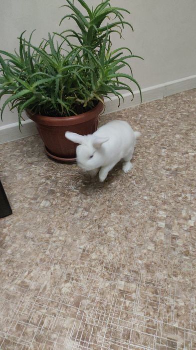 Ищем пару для нашего кролика