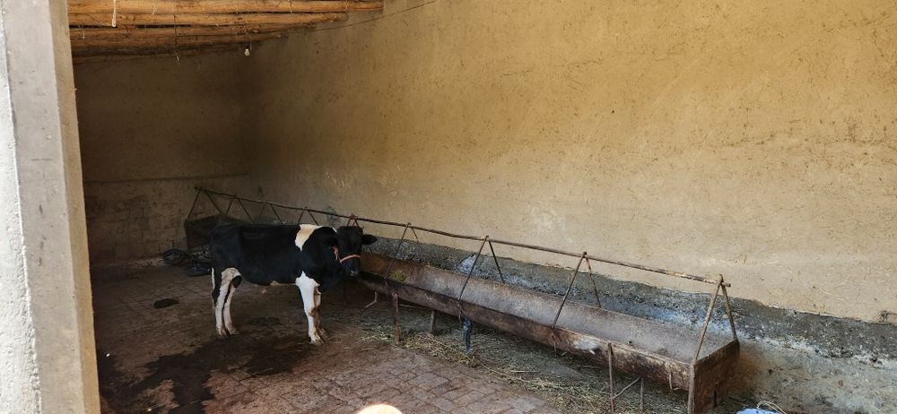 Tezda 15sotix 12xonla hovli sotiladi

Uy